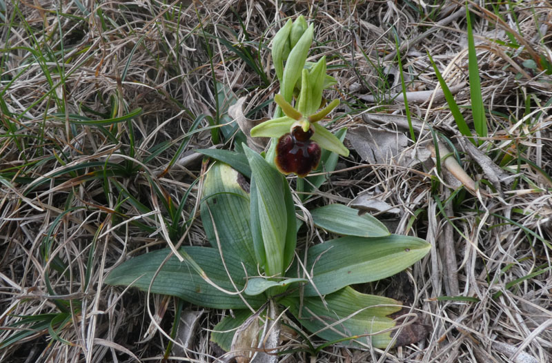 Ophrys sphegodes subsp. sphegodes